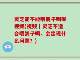 灵芝能不能喂鸽子喝呢视频(视频｜灵芝不适合喂鸽子喝，会出现什么问题？)