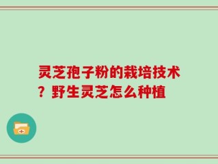 灵芝孢子粉的栽培技术？野生灵芝怎么种植
