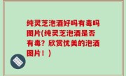 纯灵芝泡酒好吗有毒吗图片(纯灵芝泡酒是否有毒？欣赏优美的泡酒图片！)