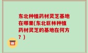 东北种植药材灵芝基地在哪里(东北巨林种植药材灵芝的基地在何方？)
