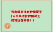 云南哪里适合种植灵芝(云南最适合种植灵芝的地区在哪里？)