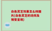 白色灵芝效果怎么样图片(白色灵芝的功效及视觉呈现)