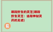 跟踪野生的灵芝(跟踪野生灵芝：追踪神秘灵药的足迹)