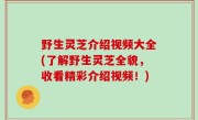 野生灵芝介绍视频大全(了解野生灵芝全貌，收看精彩介绍视频！)