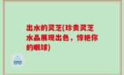 出水的灵芝(珍贵灵芝水晶展现出色，惊艳你的眼球)