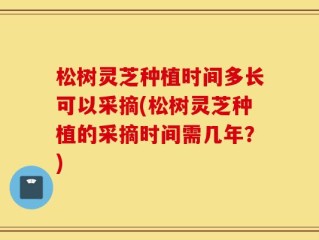 松树灵芝种植时间多长可以采摘(松树灵芝种植的采摘时间需几年？)