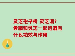 灵芝孢子粉 灵芝酒？黄精和灵芝一起泡酒有什么功效与作用