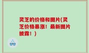 灵芝的价格和图片(灵芝价格暴涨！最新图片披露！)