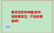 黑灵芝野外种植(野外培育黑灵芝，产出优质品种)
