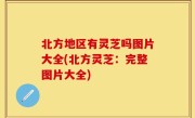 北方地区有灵芝吗图片大全(北方灵芝：完整图片大全)