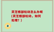 灵芝根部松动怎么办呢(灵芝根部松动，如何处理？)