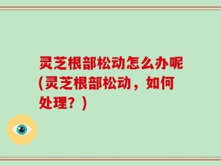 灵芝根部松动怎么办呢(灵芝根部松动，如何处理？)