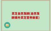 灵芝自然发酵(自然发酵提升灵芝营养新星)