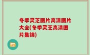 冬季灵芝图片高清图片大全(冬季灵芝高清图片集锦)