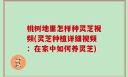 桃树地里怎样种灵芝视频(灵芝种植详细视频：在家中如何养灵芝)