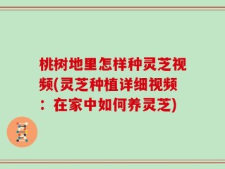 桃树地里怎样种灵芝视频(灵芝种植详细视频：在家中如何养灵芝)