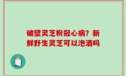 破壁灵芝粉冠心病？新鲜野生灵芝可以泡酒吗