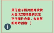 灵芝孢子照片图片欣赏大全(欣赏精美的灵芝孢子图片合集，大自然的奇妙创造！)