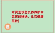 木灵芝该怎么养养护木灵芝的秘诀，让它健康茁壮)