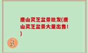 唐山灵芝盆景批发(唐山灵芝盆景大量出售！)