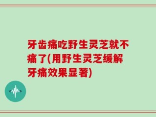 牙齿痛吃野生灵芝就不痛了(用野生灵芝缓解牙痛效果显著)
