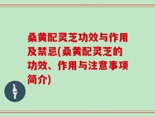 桑黄配灵芝功效与作用及禁忌(桑黄配灵芝的功效、作用与注意事项简介)
