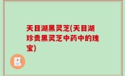 天目湖黑灵芝(天目湖珍贵黑灵芝中药中的瑰宝)