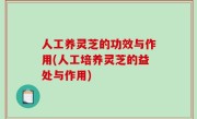 人工养灵芝的功效与作用(人工培养灵芝的益处与作用)