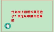 什么树上附近长灵芝孢子？灵芝从哪里长出来的