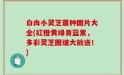 白肉小灵芝菌种图片大全(红橙黄绿青蓝紫，多彩灵芝图谱大放送！)