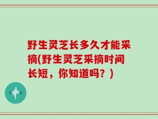 野生灵芝长多久才能采摘(野生灵芝采摘时间长短，你知道吗？)