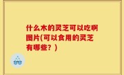 什么木的灵芝可以吃啊图片(可以食用的灵芝有哪些？)