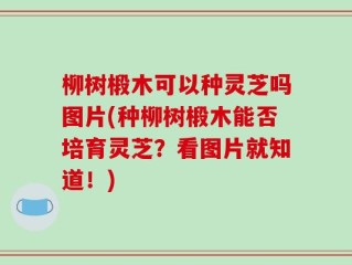 柳树椴木可以种灵芝吗图片(种柳树椴木能否培育灵芝？看图片就知道！)
