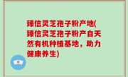 臻信灵芝孢子粉产地(臻信灵芝孢子粉产自天然有机种植基地，助力健康养生)