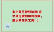 家中灵芝视频拍摄(家中灵芝被拍摄到视频，展示其生长之美！)