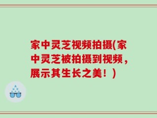 家中灵芝视频拍摄(家中灵芝被拍摄到视频，展示其生长之美！)