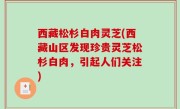 西藏松杉白肉灵芝(西藏山区发现珍贵灵芝松杉白肉，引起人们关注)