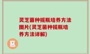 灵芝菌种摇瓶培养方法图片(灵芝菌种摇瓶培养方法详解)