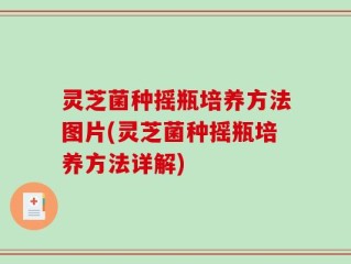灵芝菌种摇瓶培养方法图片(灵芝菌种摇瓶培养方法详解)