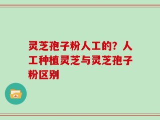 灵芝孢子粉人工的？人工种植灵芝与灵芝孢子粉区别