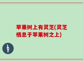 苹果树上有灵芝(灵芝栖息于苹果树之上)