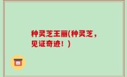 种灵芝王丽(种灵芝，见证奇迹！)