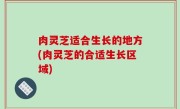 肉灵芝适合生长的地方(肉灵芝的合适生长区域)