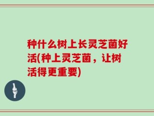 种什么树上长灵芝菌好活(种上灵芝菌，让树活得更重要)
