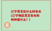 辽宁灵芝在什么树生长(辽宁地区灵芝生长的树种是什么？)