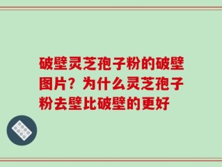 破壁灵芝孢子粉的破壁图片？为什么灵芝孢子粉去壁比破壁的更好