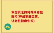 家庭灵芝如何养成老桩图片(养成家庭灵芝，让老桩健康生长)