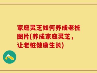 家庭灵芝如何养成老桩图片(养成家庭灵芝，让老桩健康生长)