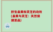 野生桑黄和灵芝的功效(桑黄与灵芝：天然保健圣品)