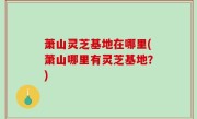 萧山灵芝基地在哪里(萧山哪里有灵芝基地？)